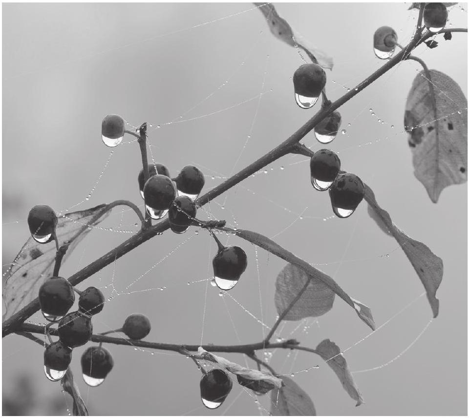 Fig. 1.1